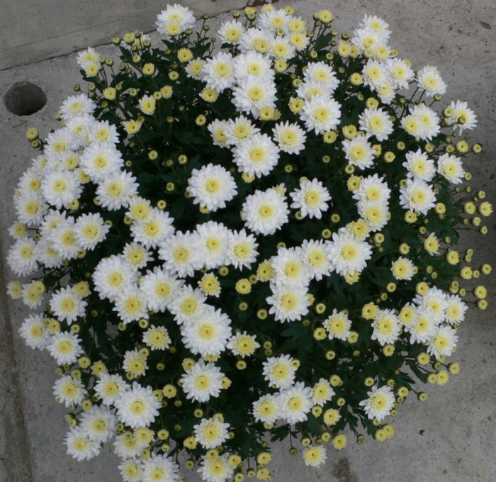 P1040713 - crizanteme-a