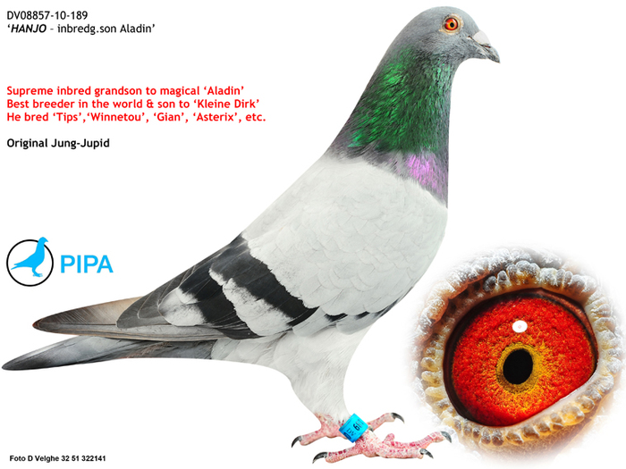 florea 2 - Matca 2012 articol aparut pe pigeons ro