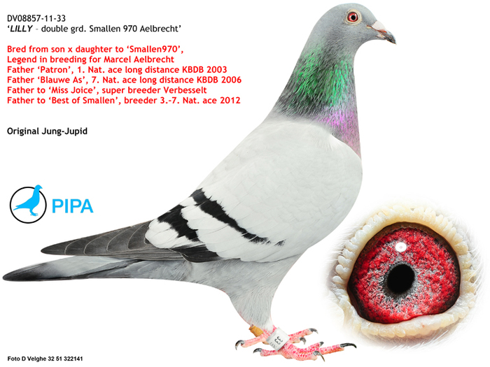 florea 3 - Matca 2012 articol aparut pe pigeons ro