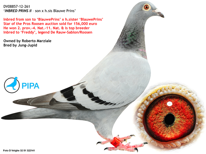 florea 7 - Matca 2012 articol aparut pe pigeons ro