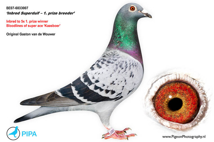 florea 8 - Matca 2012 articol aparut pe pigeons ro