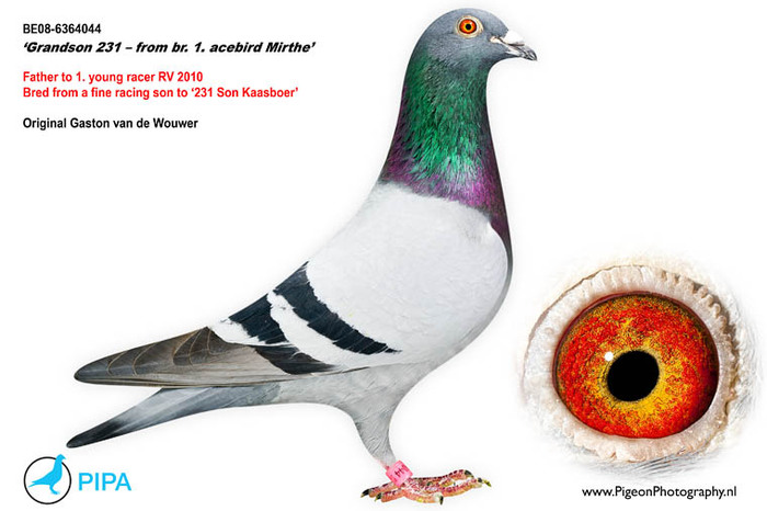 florea 9 - Matca 2012 articol aparut pe pigeons ro