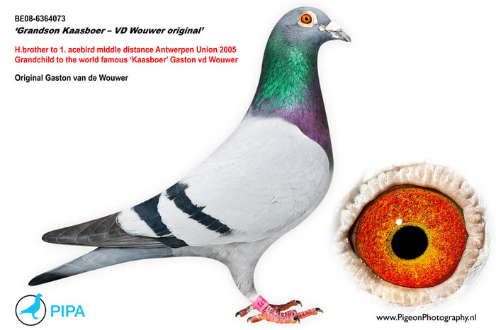 florea 10 - Matca 2012 articol aparut pe pigeons ro
