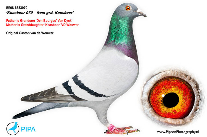florea 11 - Matca 2012 articol aparut pe pigeons ro