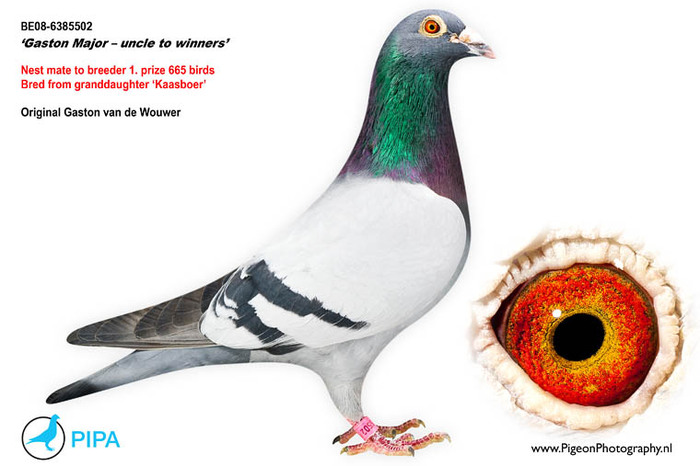 florea 12 - Matca 2012 articol aparut pe pigeons ro