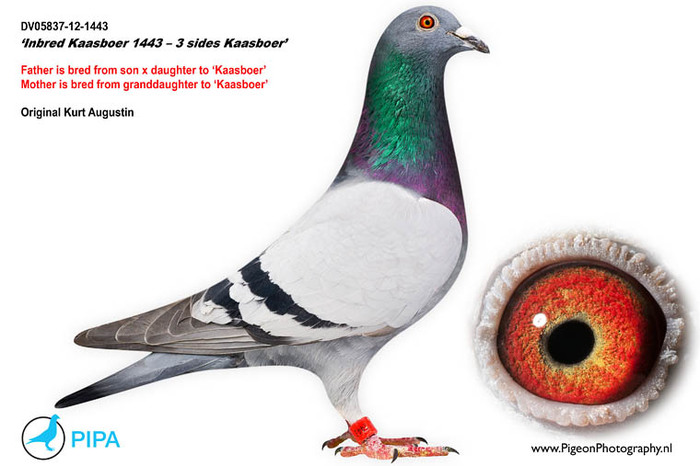 florea 13 - Matca 2012 articol aparut pe pigeons ro