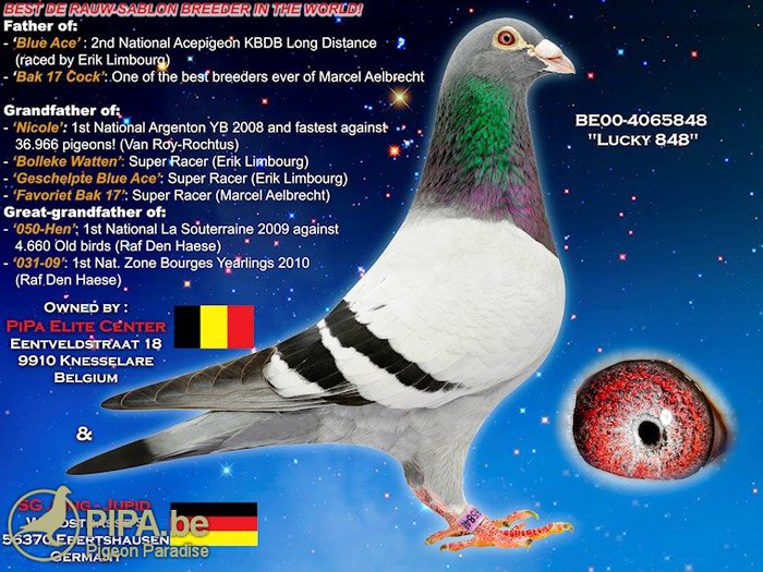 florea 1 - Matca 2012 articol aparut pe pigeons ro