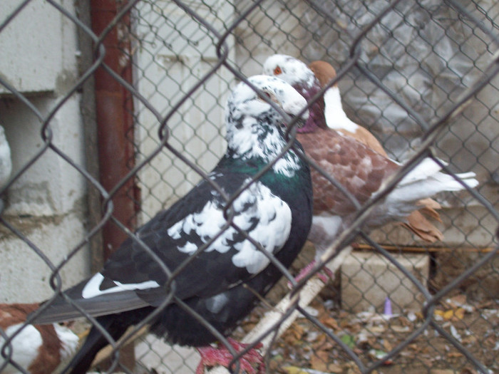 100_6285 - ARHIVA GERMANI DE FRUMUSETE