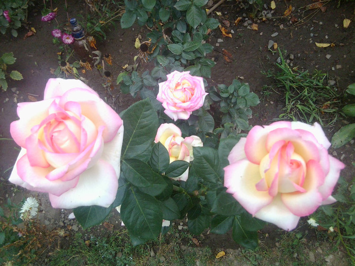 FLORI - FLORILE MELE