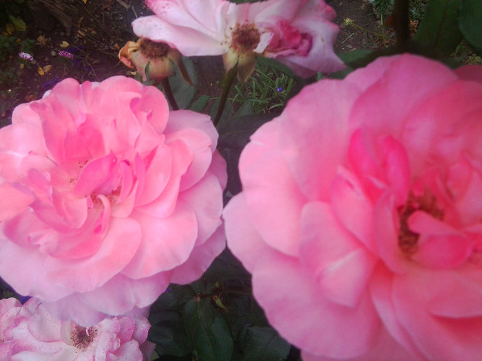 FLORI - FLORILE MELE