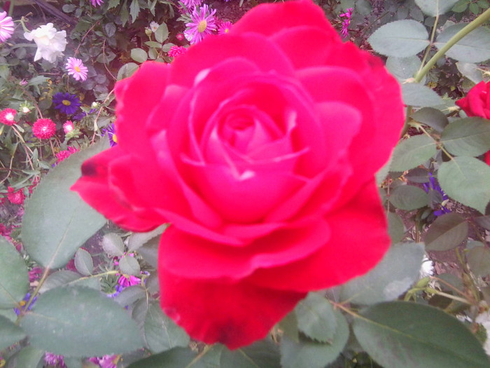 FLORI - FLORILE MELE
