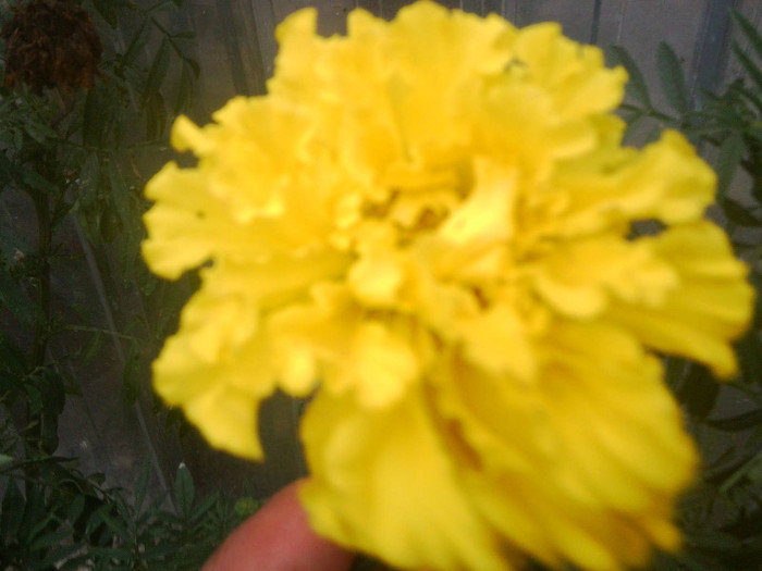 FLORI - FLORILE MELE