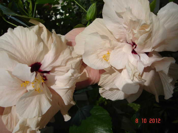 DSC07783 - HIBISCUS