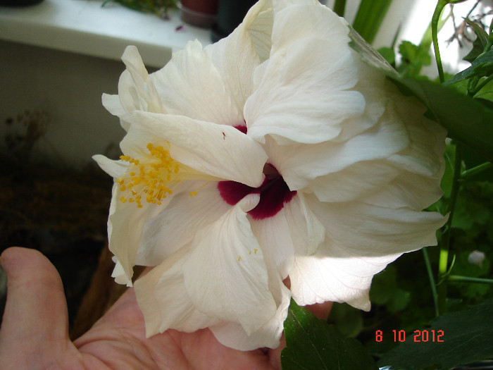 DSC07784 - HIBISCUS