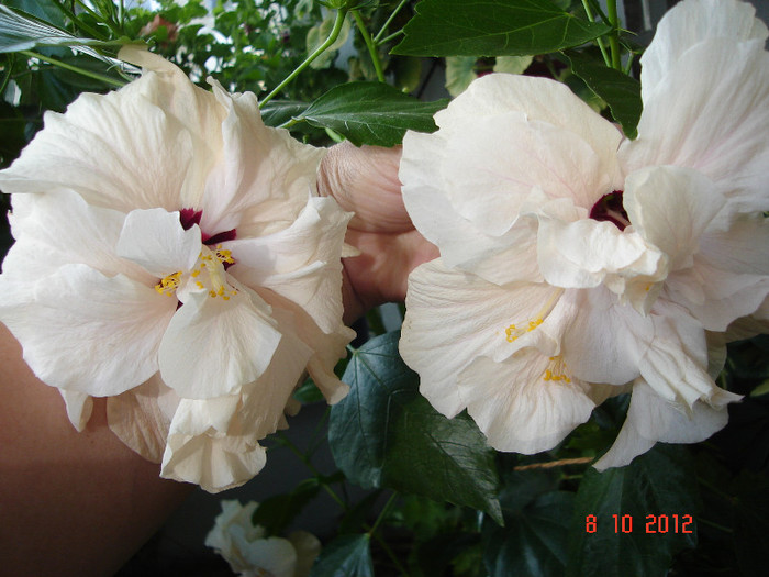 DSC07786 - HIBISCUS