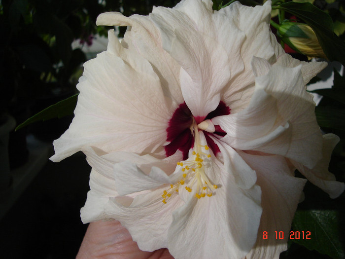 DSC07785 - HIBISCUS