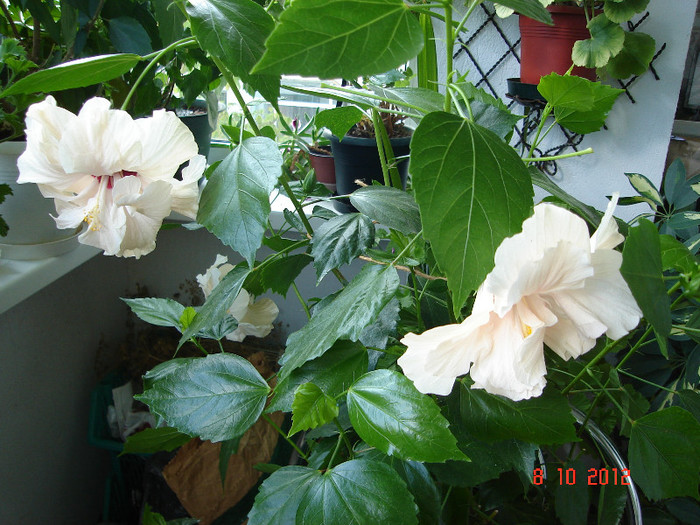 DSC07788 - HIBISCUS