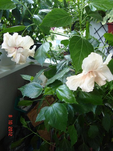 DSC07789 - HIBISCUS