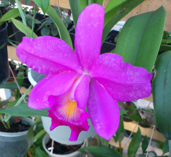 8oct2012 - Cattleya