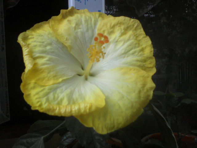 P04-10-12_10.58 - hibiscus