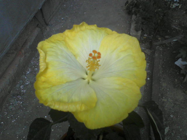 P04-10-12_10.58[1] - hibiscus