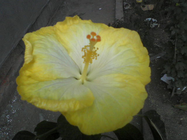 P04-10-12_10.58[2] - hibiscus