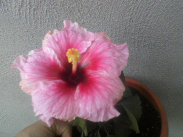 P04-10-12_12.56 - hibiscus