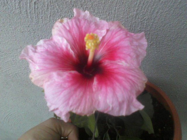P04-10-12_12.56[1] - hibiscus