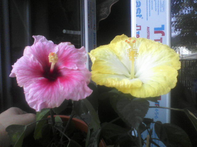 P04-10-12_12.56[2] - hibiscus