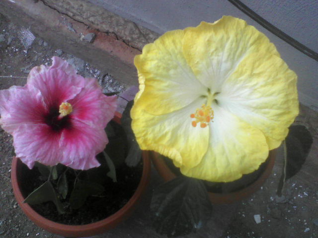 P04-10-12_12.56[3] - hibiscus