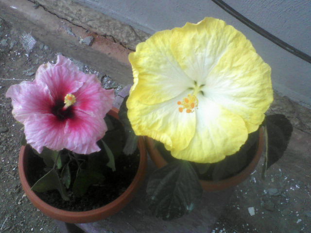 P04-10-12_12.56[4] - hibiscus