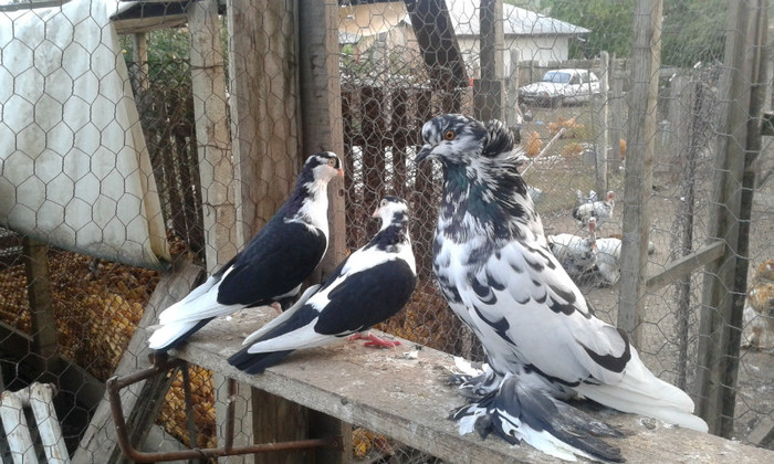 20121008_182529 - Uriasi Maghiar