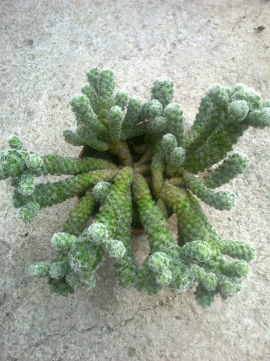 mammillaria gracilis - Cactusi si suculente