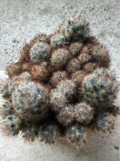 mammillaria prolifera 1 - Cactusi si suculente