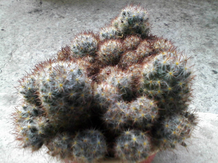 mammillaria prolifera 2 - Cactusi si suculente