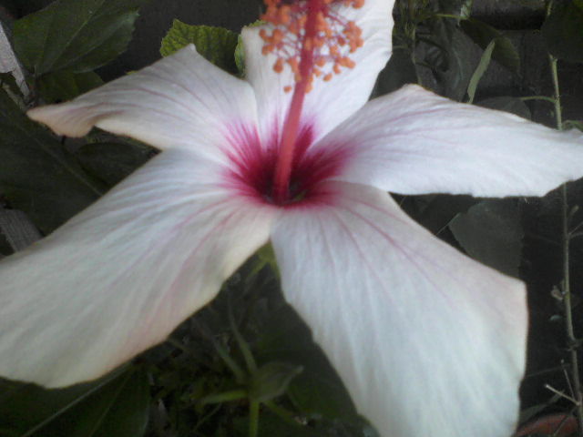 P08-10-12_13.56 - hibiscus