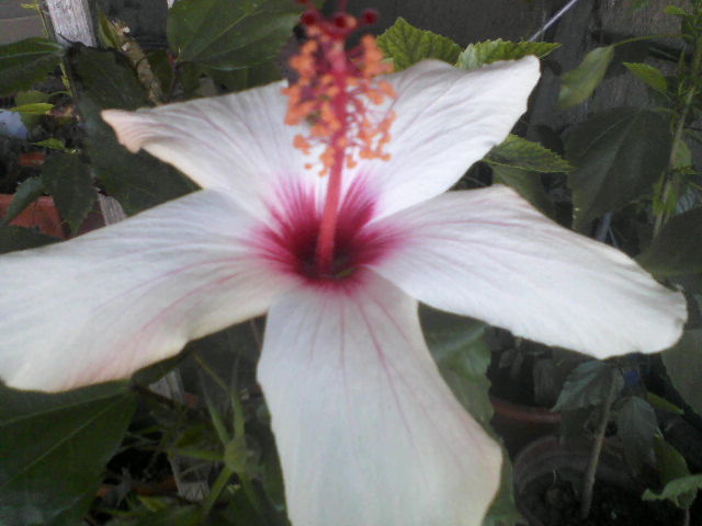 P08-10-12_13.56[1] - hibiscus