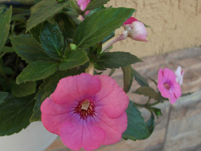 302 - Achimenes  2012