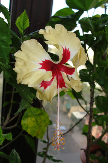 Sylvia Goodman - B-hibiscus-2012 4
