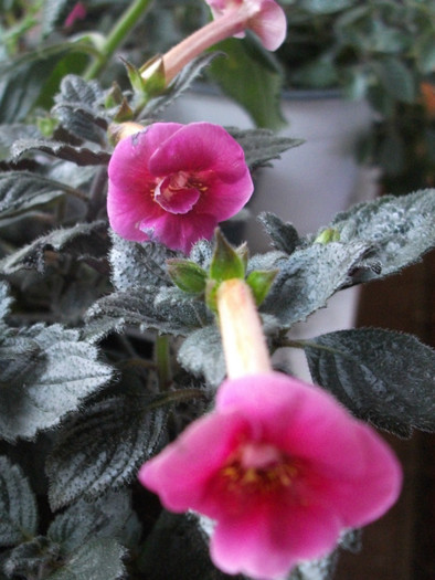 Serge Fantasy - Achimenes  2012