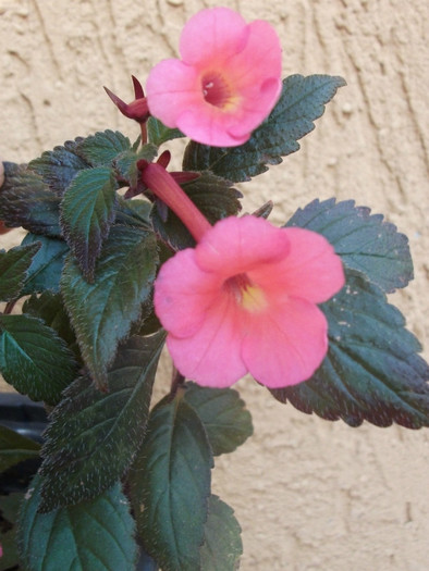 Coral Sunset - Achimenes  2012