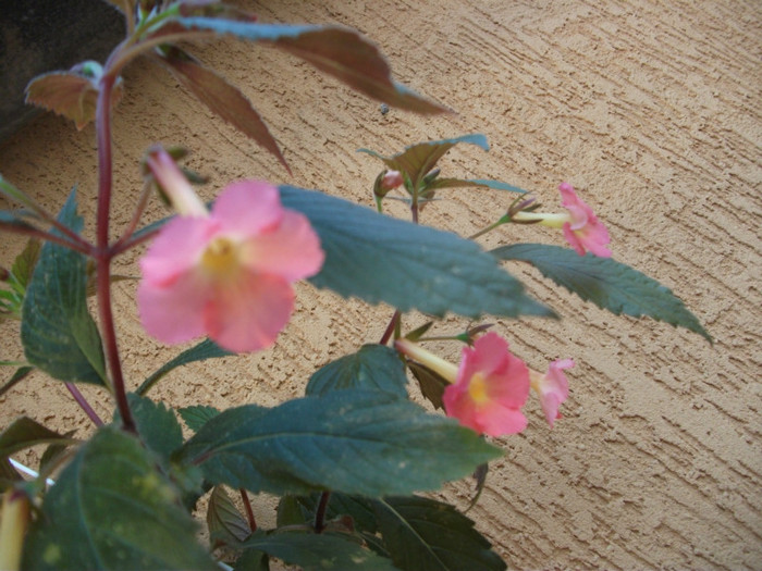 331 - Achimenes  2012