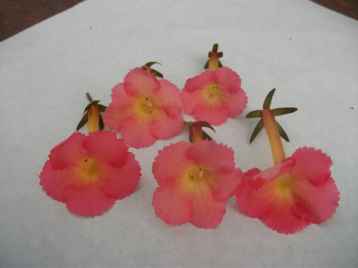 Peach Glow - Achimenes  2012