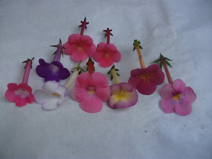 316 - Achimenes  2012