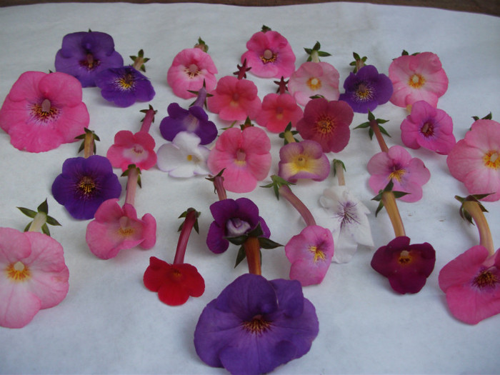 320 - Achimenes  2012