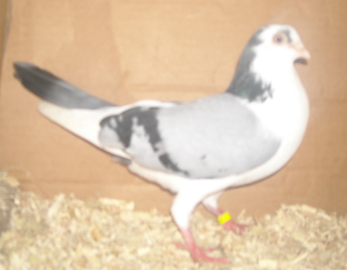 Dat in Turda la Bozdog Petru - D- Porumbei JUCATORI DE GALATI VANDUTI Album 1