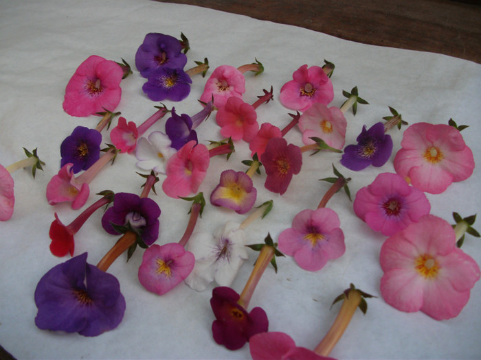 321 - Achimenes  2012