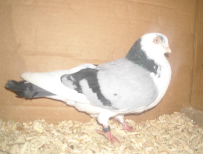 Dat in Turda la Bozdog Petru - D- Porumbei JUCATORI DE GALATI VANDUTI Album 1