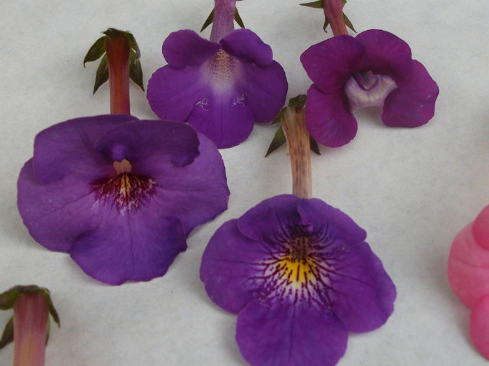322 - Achimenes  2012