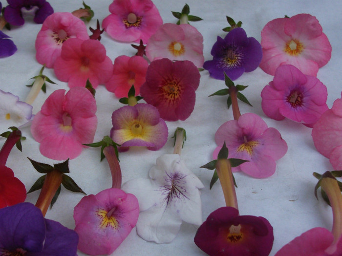 323 - Achimenes  2012